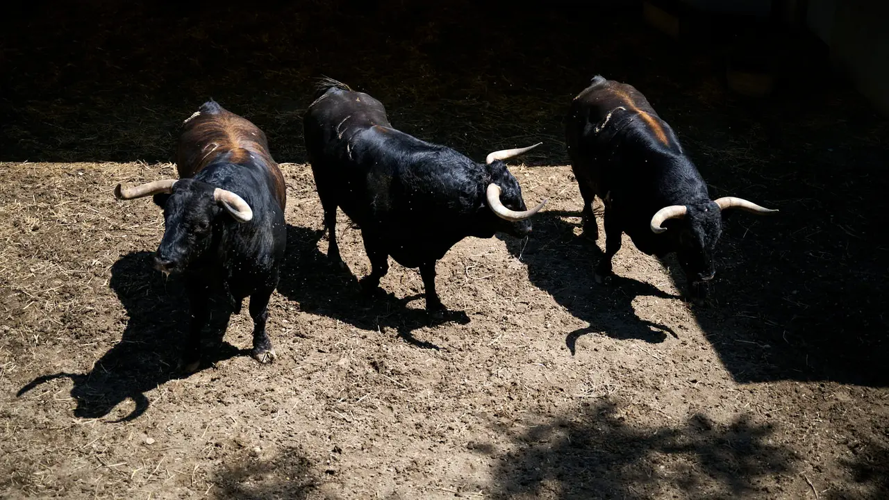Toros de la ganadería de La Palmosilla (encierro del 13 de julio) en los Corrales del Gas preparados para San Fermín 2025. PABLO LASAOSA