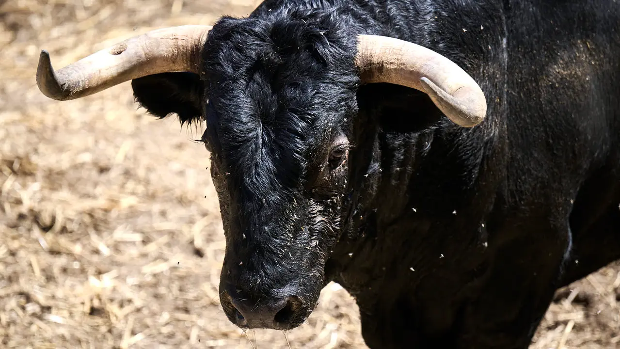 Toros de la ganadería de La Palmosilla (encierro del 13 de julio) en los Corrales del Gas preparados para San Fermín 2025. PABLO LASAOSA