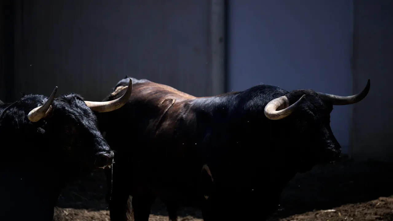 Toros de la ganadería de La Palmosilla (encierro del 13 de julio) en los Corrales del Gas preparados para San Fermín 2025. PABLO LASAOSA