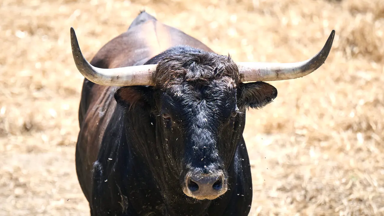 El toro 'Arrinconado' (nº 16) de la ganadería de La Palmosilla (13 de julio), castaño, y de 555 kilos de peso, en los Corrales del Gas de Pamplona para San Fermín 2025. PABLO LASAOSA