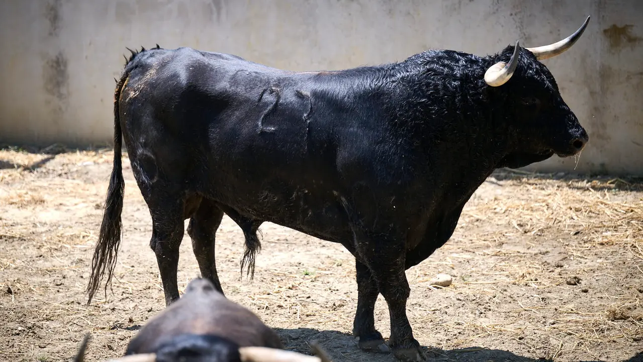 El toro 'Ardoso' (nº 27) de la ganadería de La Palmosilla (13 de julio), negro, y de 595 kilos de peso, en los Corrales del Gas de Pamplona para San Fermín 2025. PABLO LASAOSA