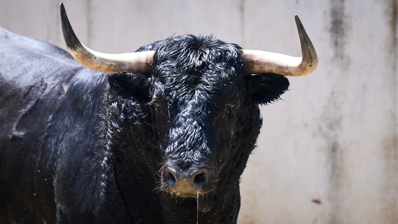 El toro 'Ardoso' (nº 27) de la ganadería de La Palmosilla (13 de julio), negro, y de 595 kilos de peso, en los Corrales del Gas de Pamplona para San Fermín 2025. PABLO LASAOSA
