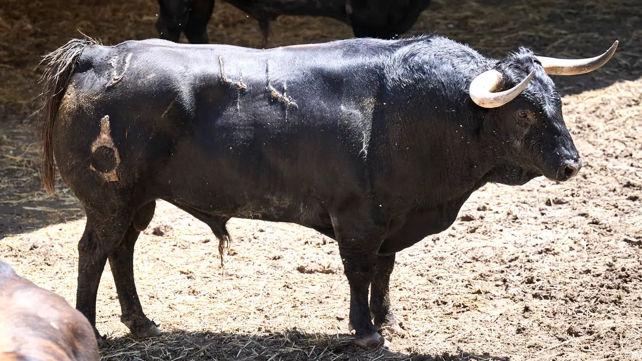 El toro 'Tinajón' (nº 44) de la ganadería de La Palmosilla (13 de julio), negro, y de 515 kilos de peso, en los Corrales del Gas de Pamplona para San Fermín 2025. PABLO LASAOSA