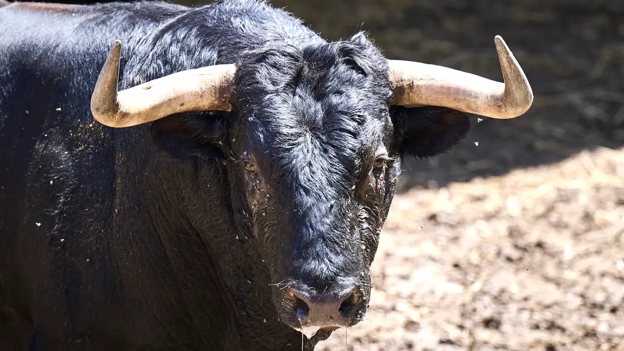 El toro 'Tinajón' (nº 44) de la ganadería de La Palmosilla (13 de julio), negro, y de 515 kilos de peso, en los Corrales del Gas de Pamplona para San Fermín 2025. PABLO LASAOSA