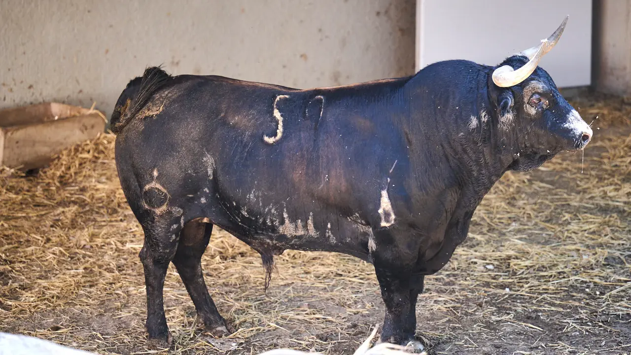 El toro 'Disparate' (nº 59) de la ganadería de La Palmosilla (13 de julio), negro mulato bragado meano, y de 525 kilos de peso, en los Corrales del Gas de Pamplona para San Fermín 2025. PABLO LASAOSA