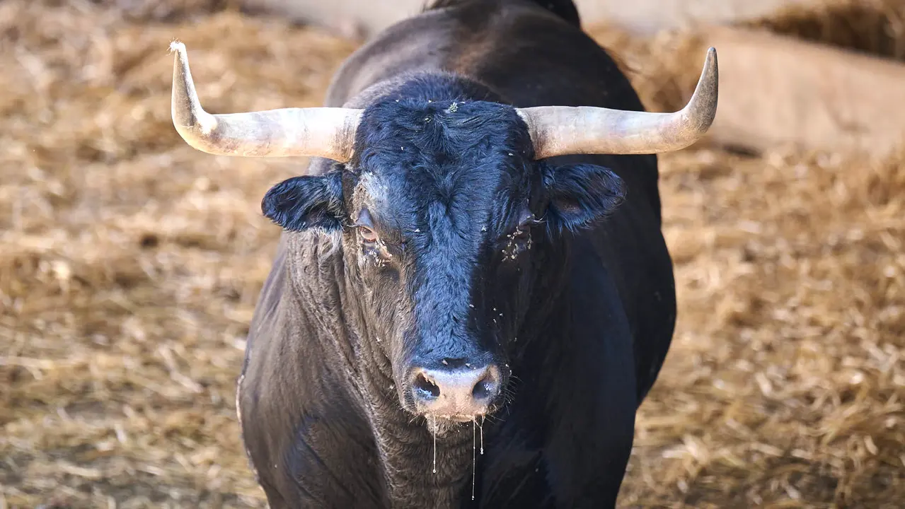 El toro 'Disparate' (nº 59) de la ganadería de La Palmosilla (13 de julio), negro mulato bragado meano, y de 525 kilos de peso, en los Corrales del Gas de Pamplona para San Fermín 2025. PABLO LASAOSA