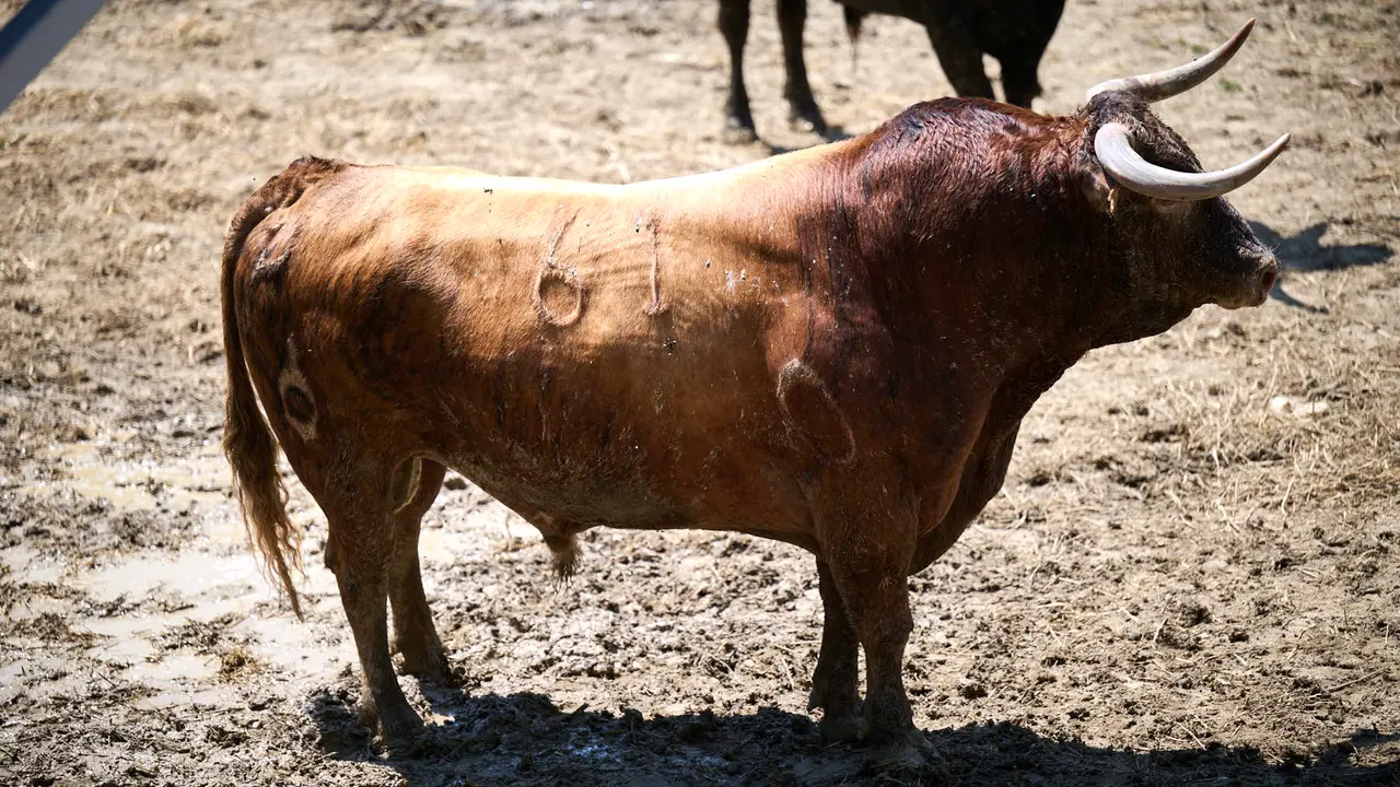 El toro 'Sucesor' (nº 61) de la ganadería de La Palmosilla (13 de julio), colorado chorreado en verdugo bragado meano, y de 590 kilos de peso, en los Corrales del Gas de Pamplona para San Fermín 2025. PABLO LASAOSA