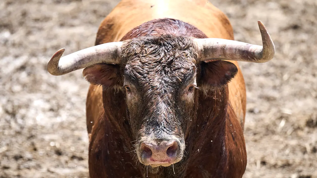 El toro 'Sucesor' (nº 61) de la ganadería de La Palmosilla (13 de julio), colorado chorreado en verdugo bragado meano, y de 590 kilos de peso, en los Corrales del Gas de Pamplona para San Fermín 2025. PABLO LASAOSA