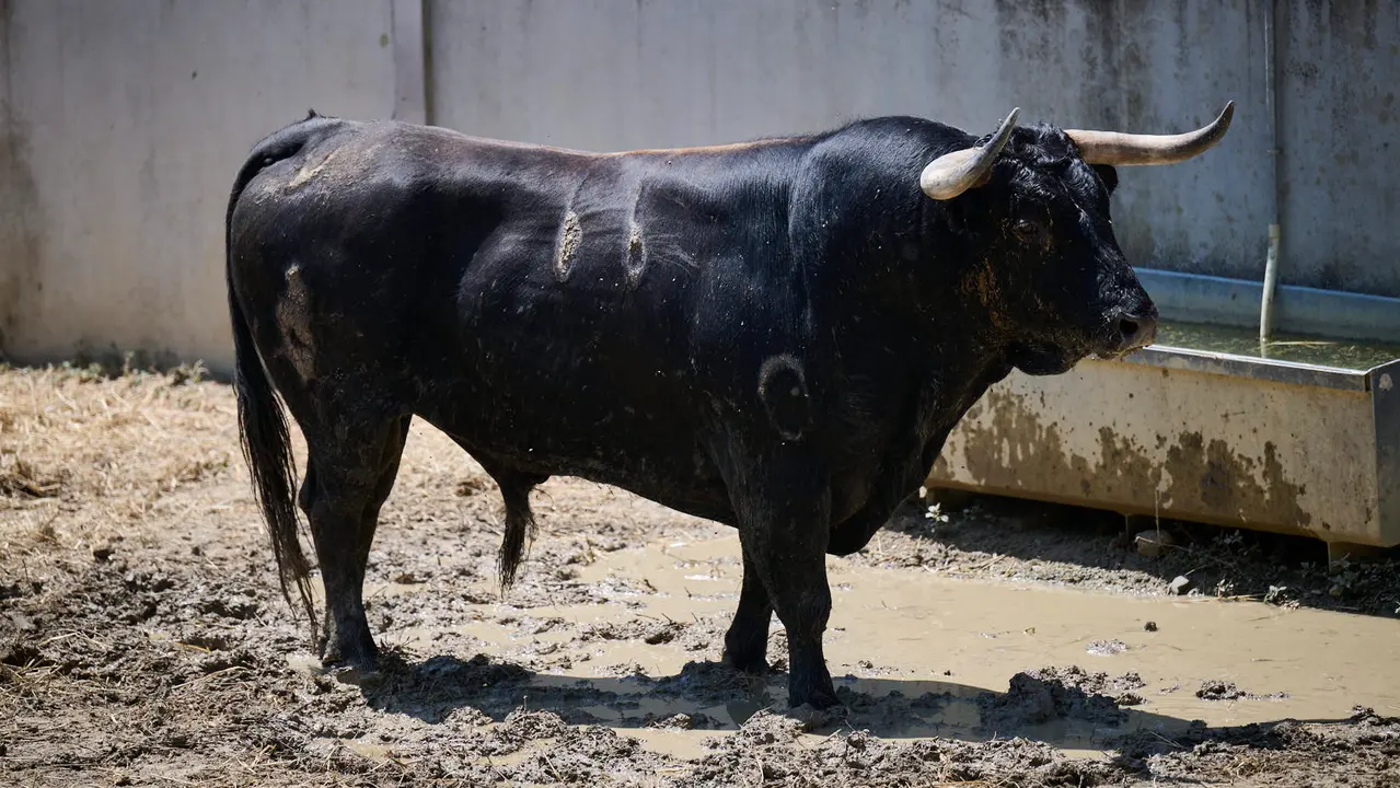 El toro 'Mirloblanco' (nº 66) de la ganadería de La Palmosilla (13 de julio), negro listón bragado, y de 575 kilos de peso, en los Corrales del Gas de Pamplona para San Fermín 2025. PABLO LASAOSA