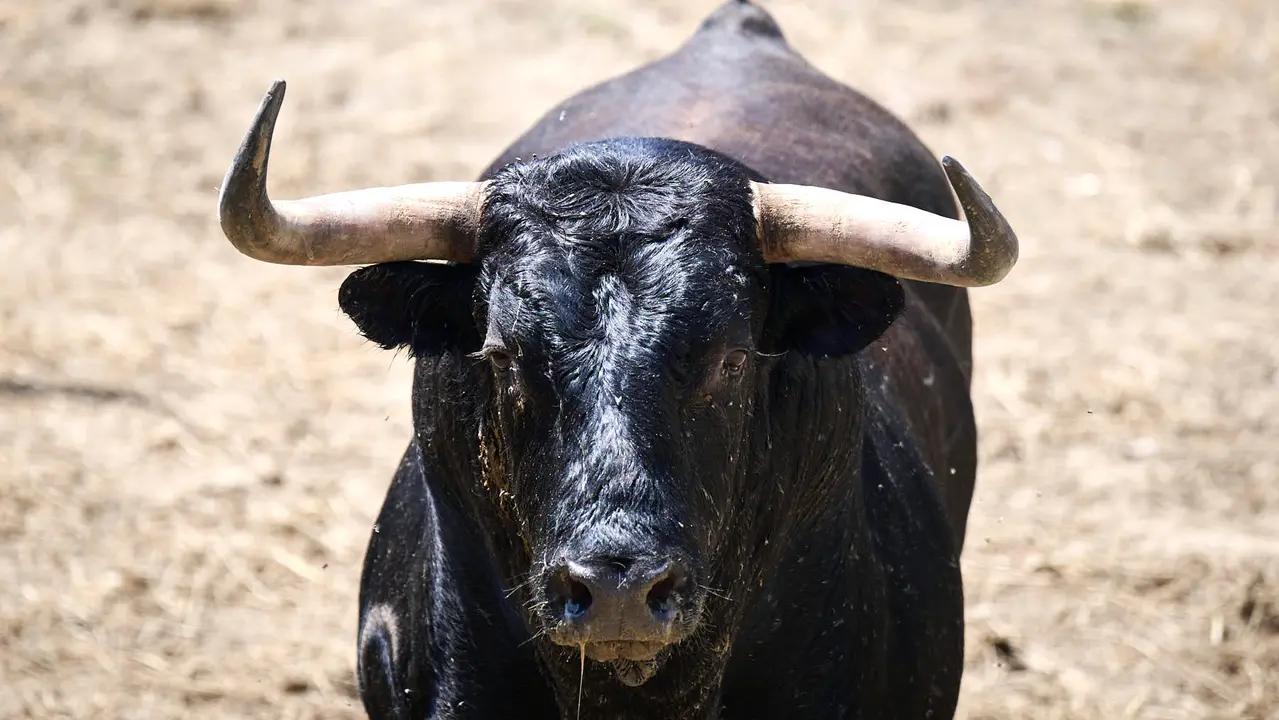 El toro 'Mirloblanco' (nº 66) de la ganadería de La Palmosilla (13 de julio), negro listón bragado, y de 575 kilos de peso, en los Corrales del Gas de Pamplona para San Fermín 2025. PABLO LASAOSA