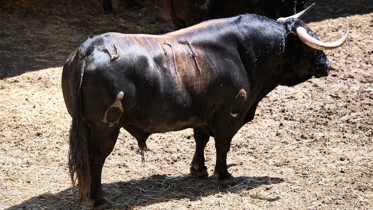 El toro 'Timonel' (nº 97) de la ganadería de La Palmosilla (13 de julio), negro mulato chorreado, y de 595 kilos de peso, en los Corrales del Gas de Pamplona para San Fermín 2025. PABLO LASAOSA