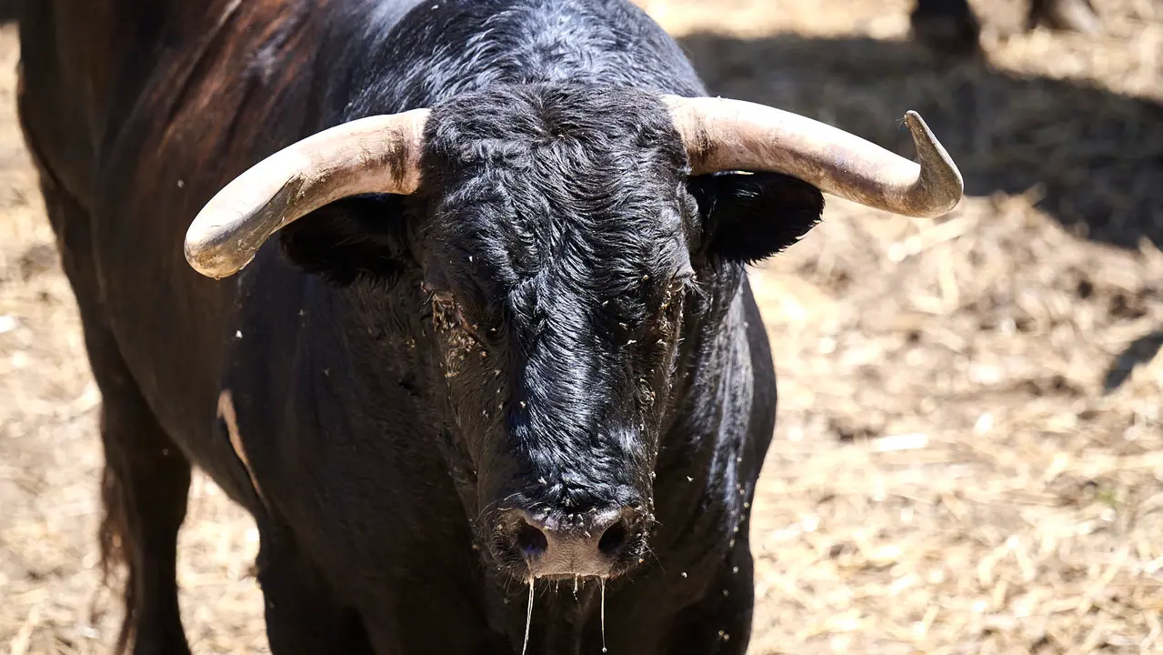 El toro 'Timonel' (nº 97) de la ganadería de La Palmosilla (13 de julio), negro mulato chorreado, y de 595 kilos de peso, en los Corrales del Gas de Pamplona para San Fermín 2025. PABLO LASAOSA
