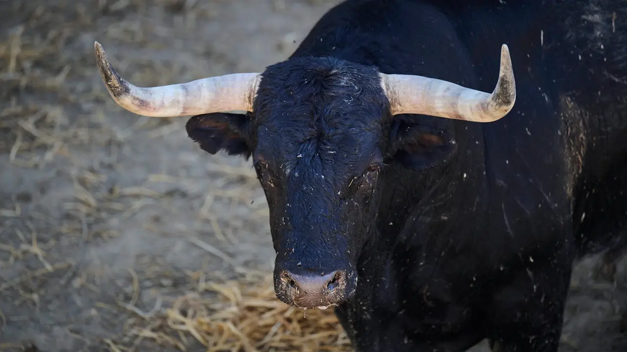 El toro 'Opíparo' (nº 51) de la ganadería de La Palmosilla (13 de julio), negro algo mulato, y de 530 kilos de peso, en los Corrales del Gas de Pamplona para San Fermín 2025. PABLO LASAOSA
