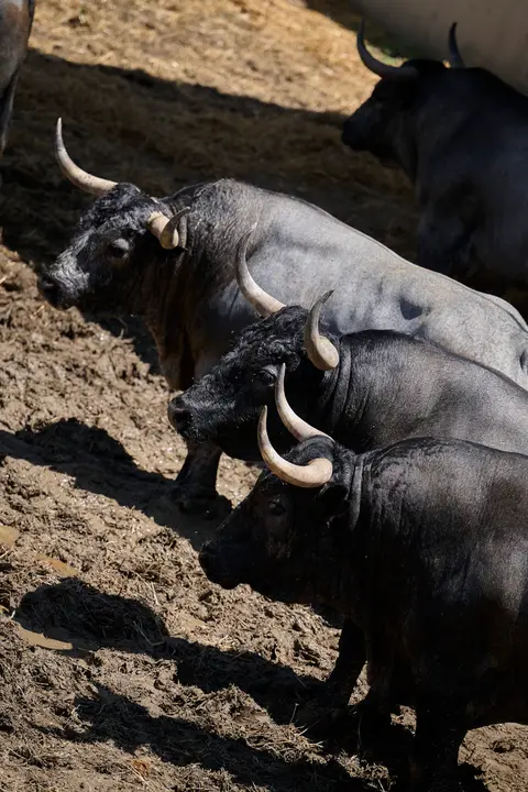 Toros de la ganadería de José Escolar (encierro del 12 de julio) en los Corrales del Gas preparados para San Fermín 2025. PABLO LASAOSA