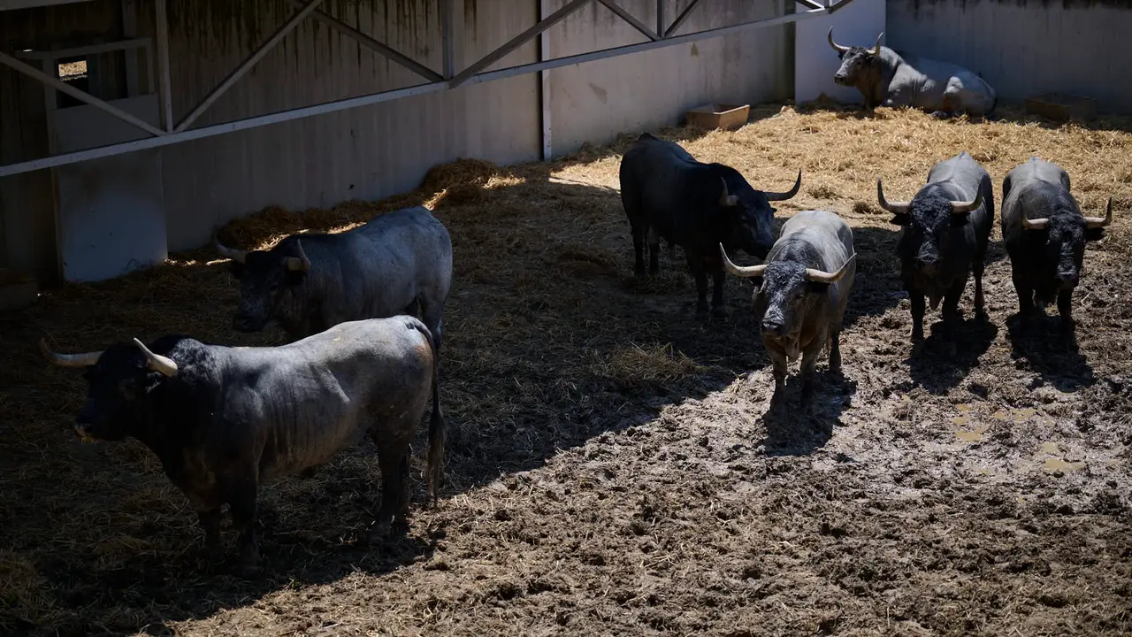 Toros de la ganadería de José Escolar (encierro del 12 de julio) en los Corrales del Gas preparados para San Fermín 2025. PABLO LASAOSA