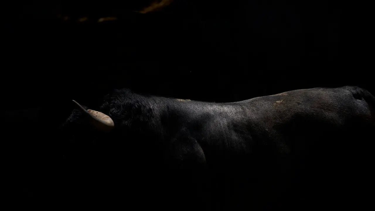 Toros de la ganadería de José Escolar (encierro del 12 de julio) en los Corrales del Gas preparados para San Fermín 2025. PABLO LASAOSA
