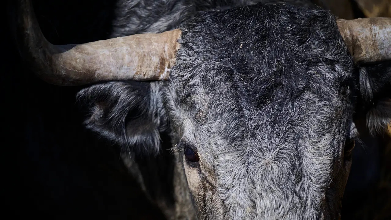 Toros de la ganadería de José Escolar (encierro del 12 de julio) en los Corrales del Gas preparados para San Fermín 2025. PABLO LASAOSA