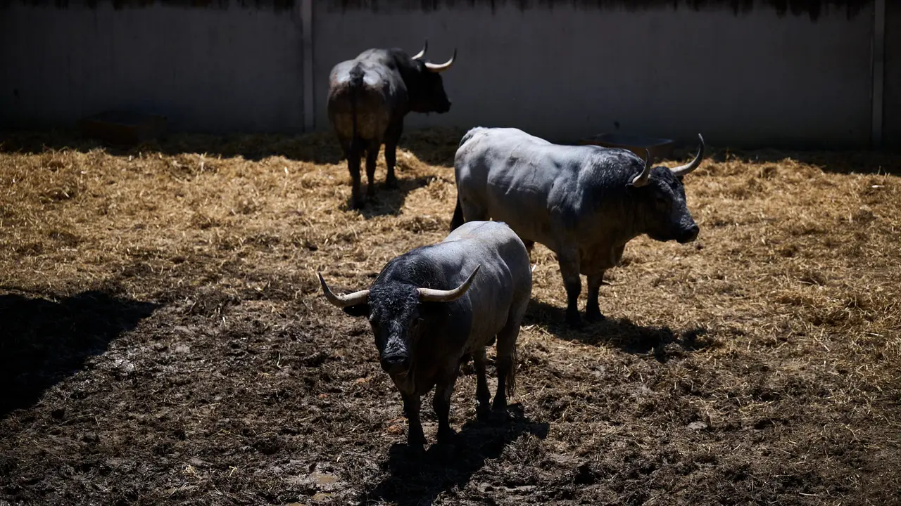Toros de la ganadería de José Escolar (encierro del 12 de julio) en los Corrales del Gas preparados para San Fermín 2025. PABLO LASAOSA