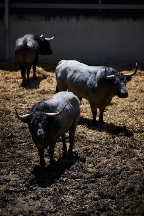 Toros de la ganadería de José Escolar (encierro del 12 de julio) en los Corrales del Gas preparados para San Fermín 2025. PABLO LASAOSA
