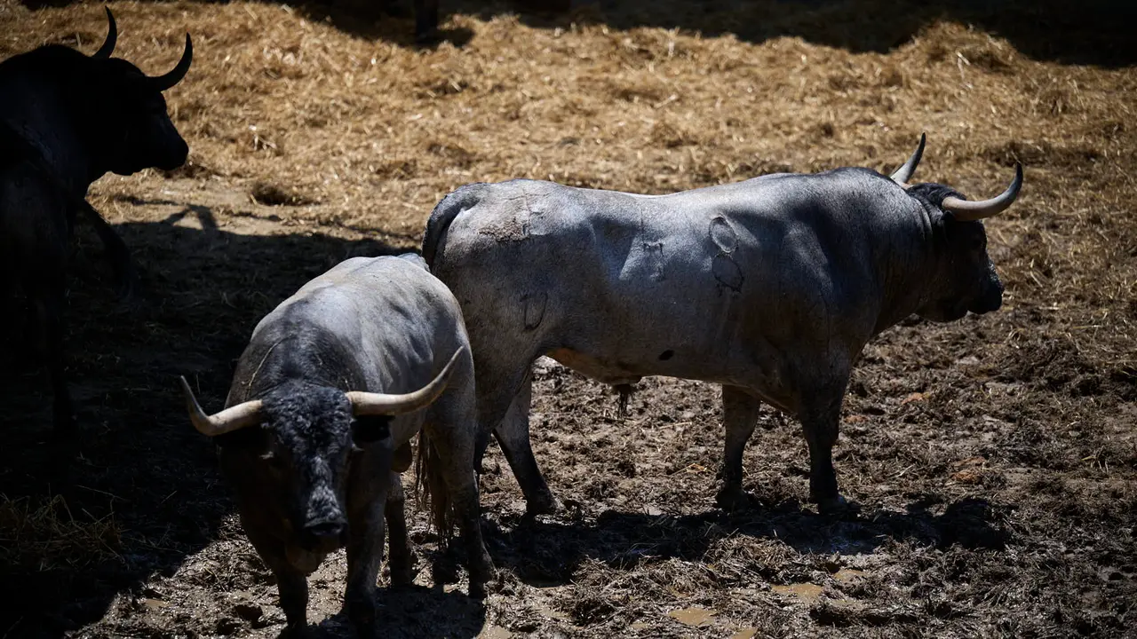 Toros de la ganadería de José Escolar (encierro del 12 de julio) en los Corrales del Gas preparados para San Fermín 2025. PABLO LASAOSA