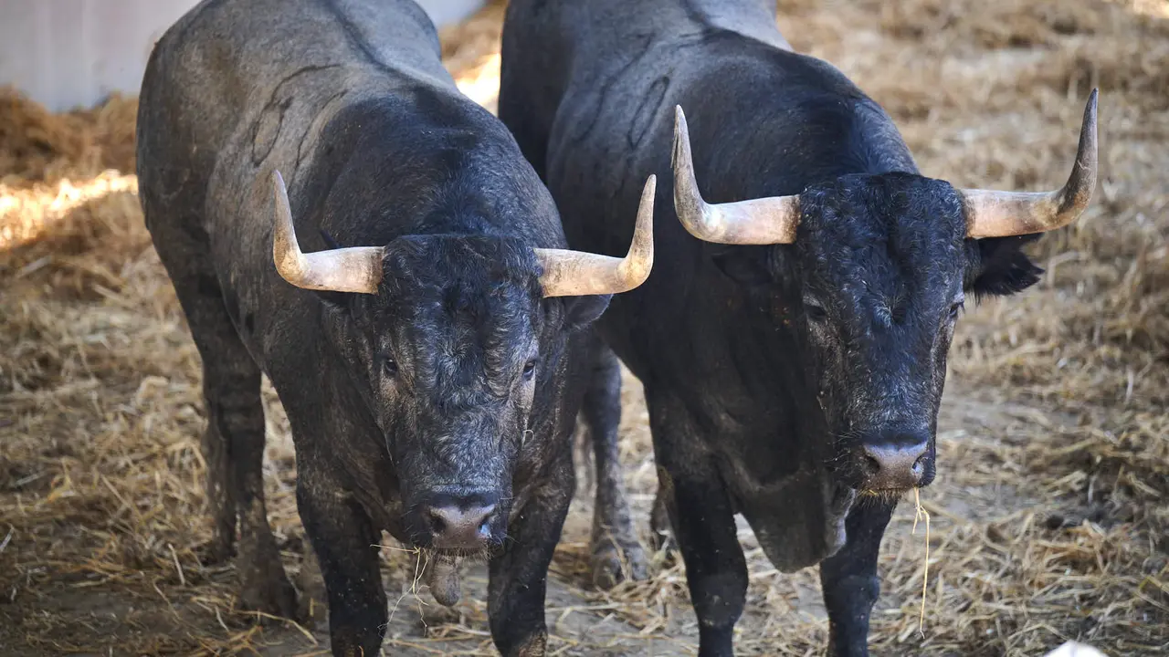 Toros de la ganadería de José Escolar (encierro del 12 de julio) en los Corrales del Gas preparados para San Fermín 2025. PABLO LASAOSA