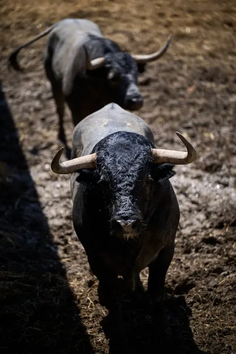 Toros de la ganadería de José Escolar (encierro del 12 de julio) en los Corrales del Gas preparados para San Fermín 2025. PABLO LASAOSA
