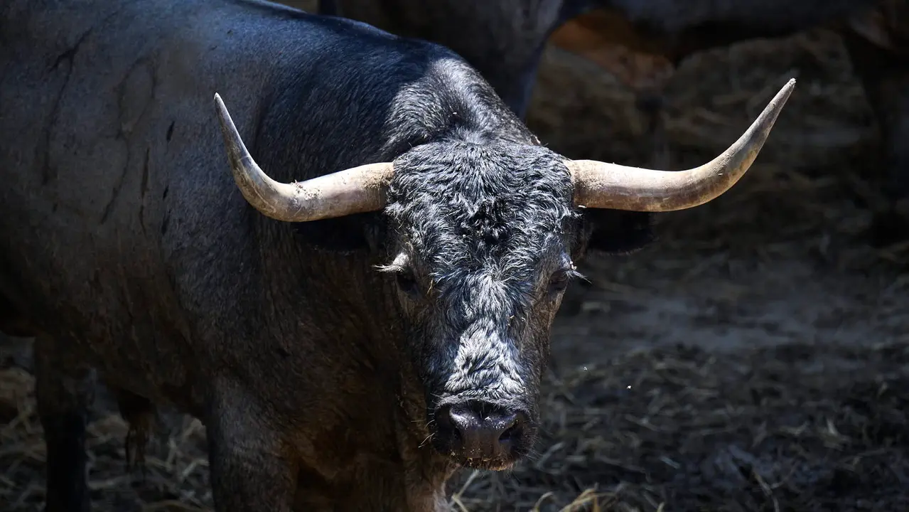 El toro 'Chatarrero' (nº 19) de la ganadería de José Escolar Gil (12 de julio), cárdeno bragado meano, y de 525 kilos de peso, en los Corrales del Gas de Pamplona para San Fermín 2025. PABLO LASAOSA