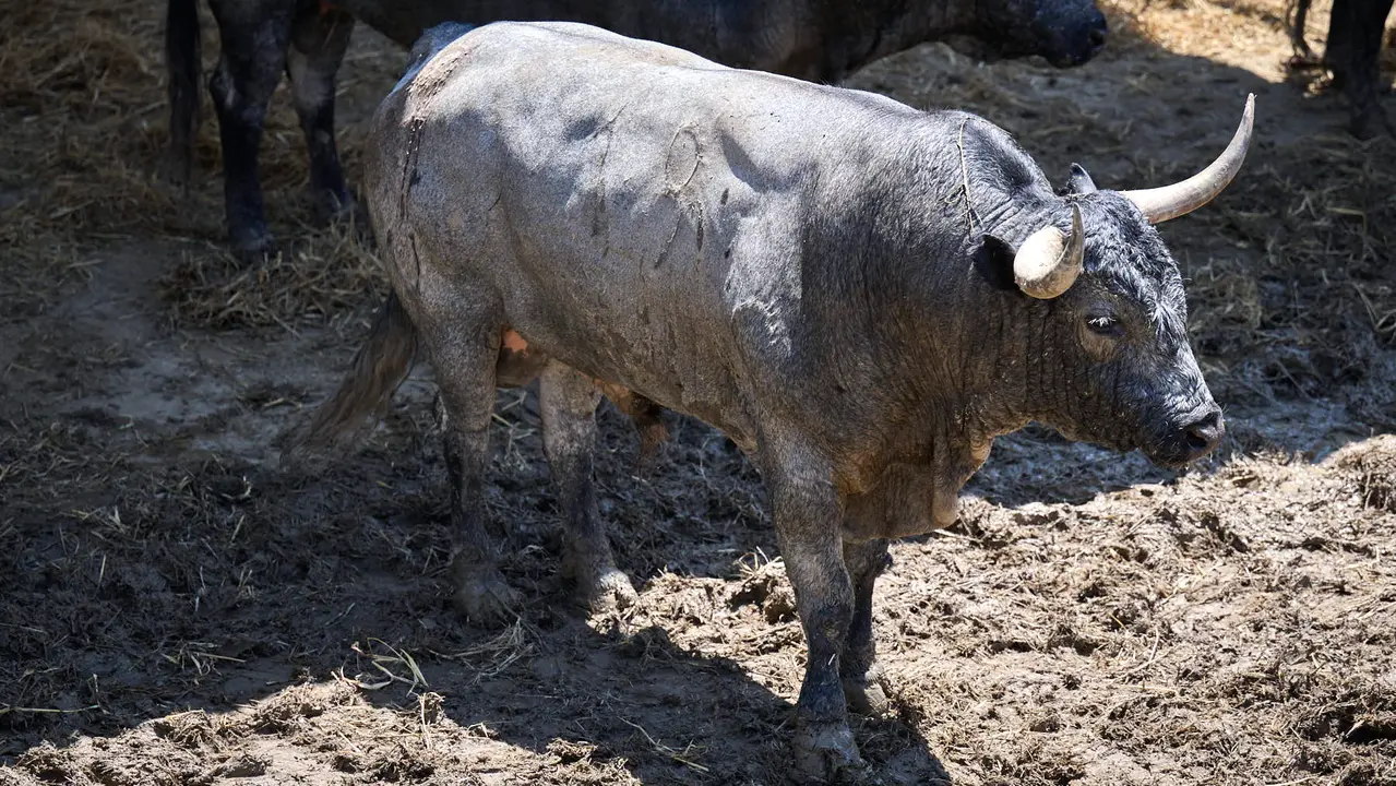 El toro 'Chatarrero' (nº 19) de la ganadería de José Escolar Gil (12 de julio), cárdeno bragado meano, y de 525 kilos de peso, en los Corrales del Gas de Pamplona para San Fermín 2025. PABLO LASAOSA