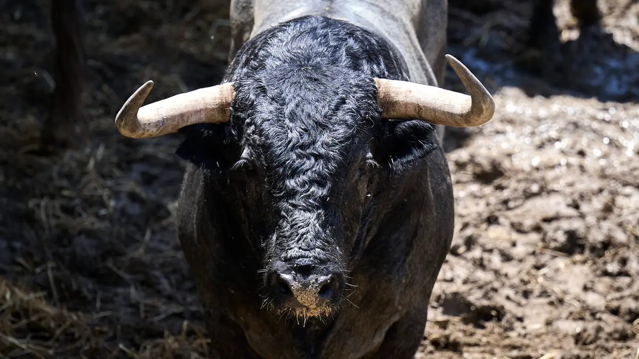 El toro 'Capador' (nº 32) de la ganadería de José Escolar Gil (12 de julio), cárdeno, y de 535 kilos de peso, en los Corrales del Gas de Pamplona para San Fermín 2025. PABLO LASAOSA