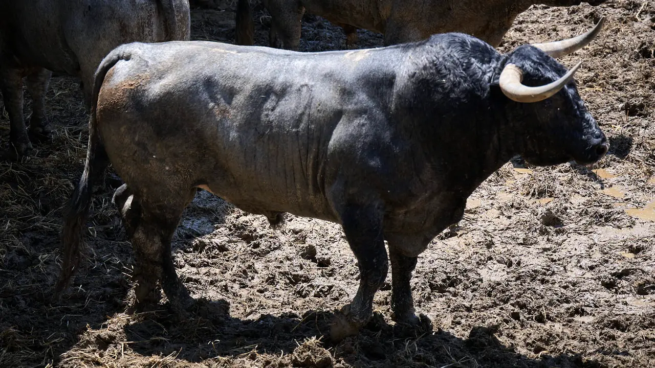 El toro 'Capador' (nº 32) de la ganadería de José Escolar Gil (12 de julio), cárdeno, y de 535 kilos de peso, en los Corrales del Gas de Pamplona para San Fermín 2025. PABLO LASAOSA