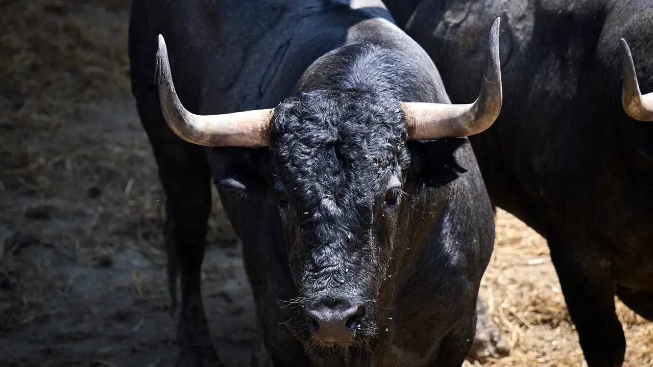 El toro 'Tobillero I' (nº 39) de la ganadería de José Escolar Gil (12 de julio), cárdeno bragado meano, y de 590 kilos de peso, en los Corrales del Gas de Pamplona para San Fermín 2025. PABLO LASAOSA