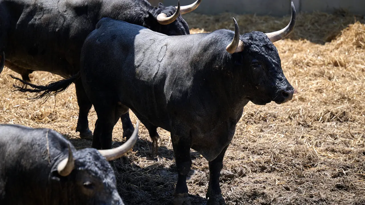El toro 'Tobillero I' (nº 39) de la ganadería de José Escolar Gil (12 de julio), cárdeno bragado meano, y de 590 kilos de peso, en los Corrales del Gas de Pamplona para San Fermín 2025. PABLO LASAOSA