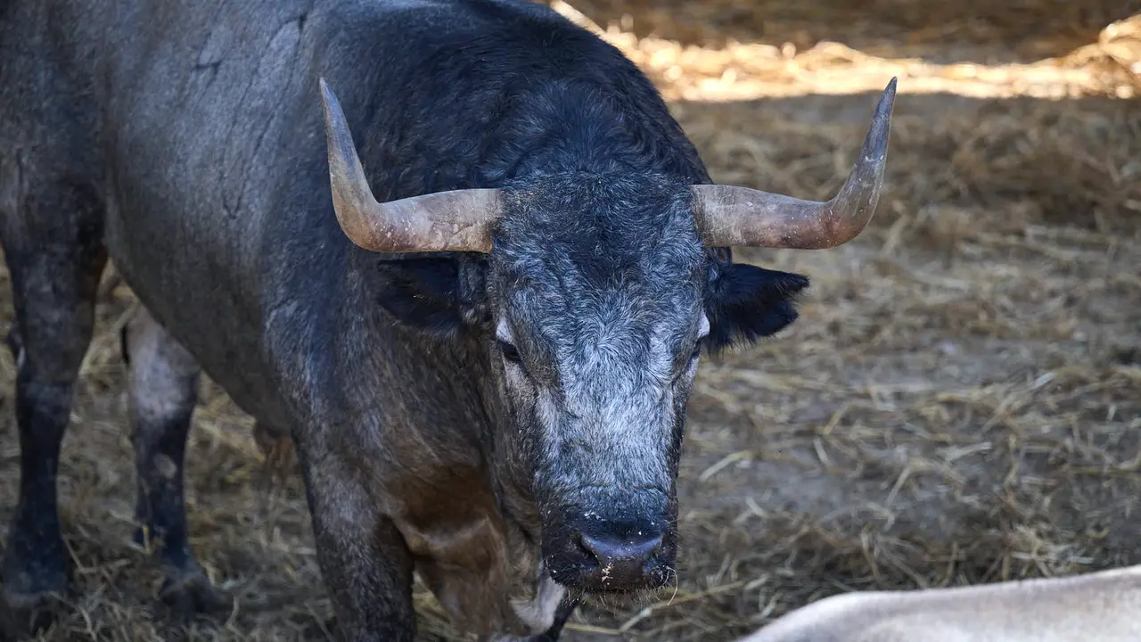 El toro 'Callejero I' (nº 40) de la ganadería de José Escolar Gil (12 de julio), cárdeno bragado meano, y de 540 kilos de peso, en los Corrales del Gas de Pamplona para San Fermín 2025. PABLO LASAOSA