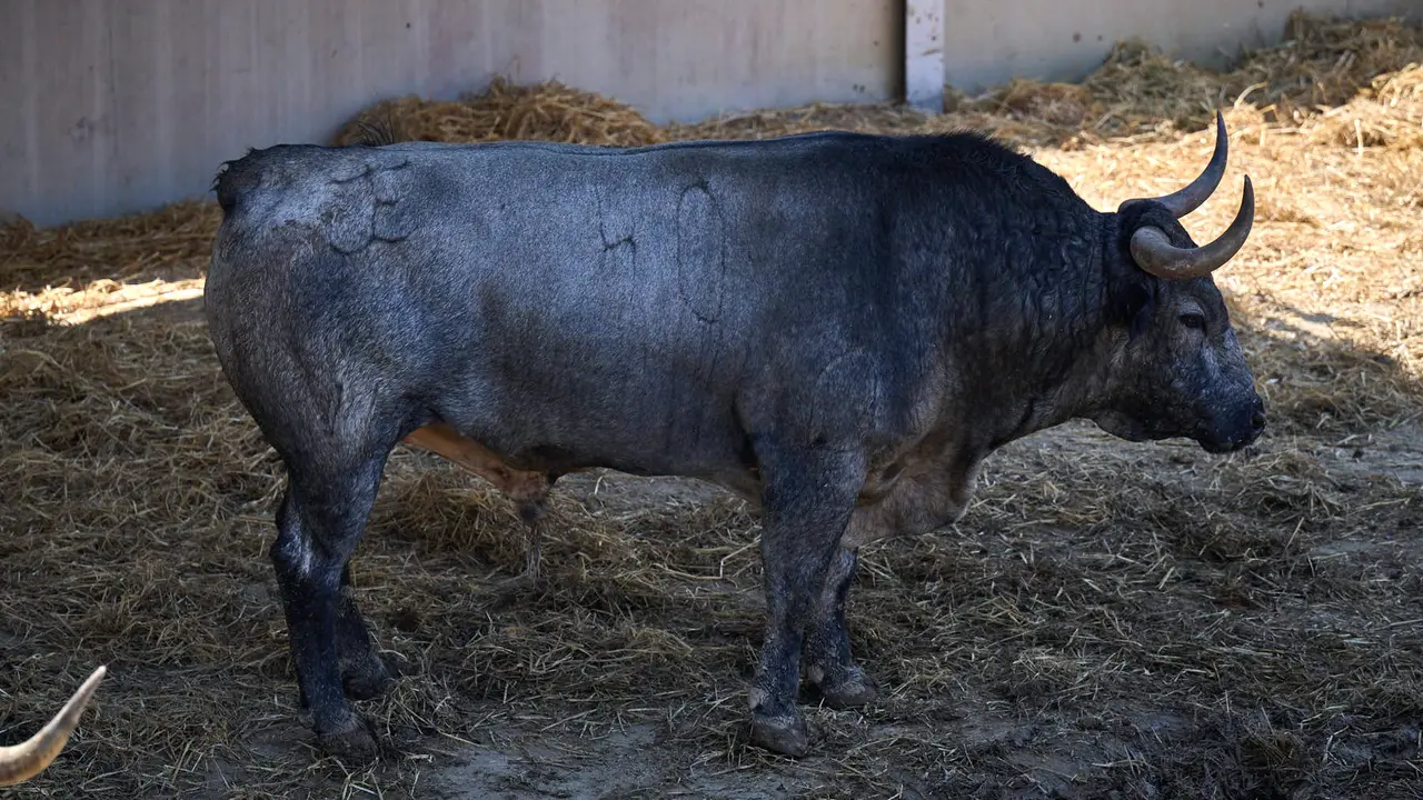 El toro 'Callejero I' (nº 40) de la ganadería de José Escolar Gil (12 de julio), cárdeno bragado meano, y de 540 kilos de peso, en los Corrales del Gas de Pamplona para San Fermín 2025. PABLO LASAOSA