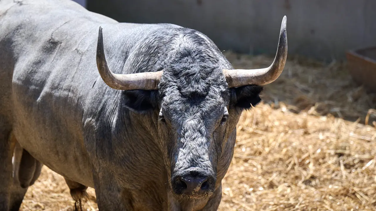 El toro 'Cartero' (nº 44) de la ganadería de José Escolar Gil (12 de julio), cárdeno bragado mano corrido, y de 595 kilos de peso, en los Corrales del Gas de Pamplona para San Fermín 2025. PABLO LASAOSA
