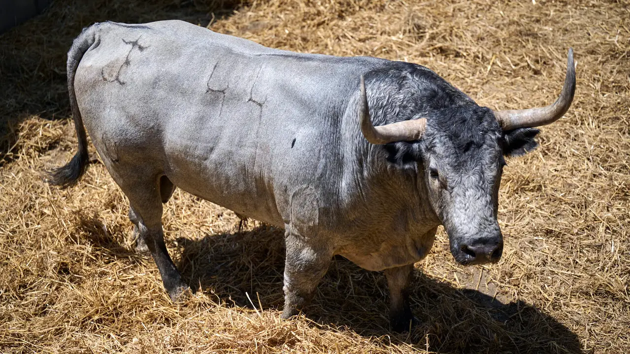 El toro 'Cartero' (nº 44) de la ganadería de José Escolar Gil (12 de julio), cárdeno bragado mano corrido, y de 595 kilos de peso, en los Corrales del Gas de Pamplona para San Fermín 2025. PABLO LASAOSA