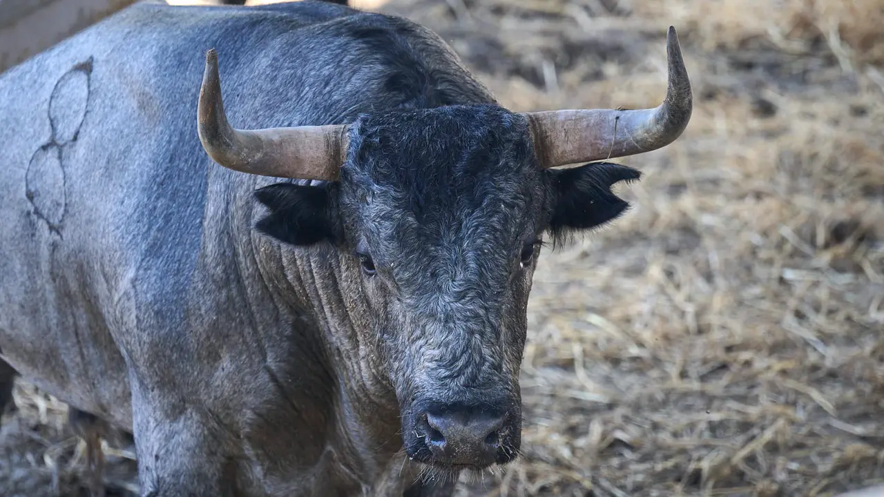 El toro 'Diputado' (nº 48) de la ganadería de José Escolar Gil (12 de julio), cárdeno bragado meano, y de 600 kilos de peso, en los Corrales del Gas de Pamplona para San Fermín 2025. PABLO LASAOSA