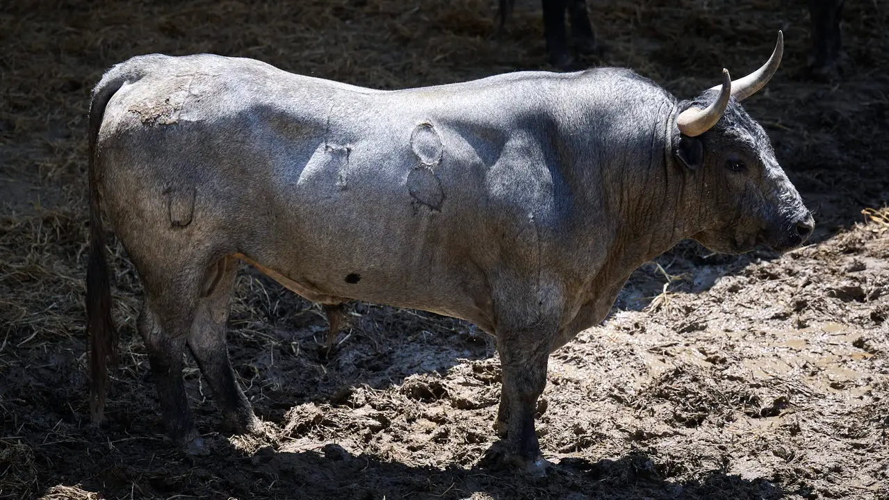 El toro 'Diputado' (nº 48) de la ganadería de José Escolar Gil (12 de julio), cárdeno bragado meano, y de 600 kilos de peso, en los Corrales del Gas de Pamplona para San Fermín 2025. PABLO LASAOSA
