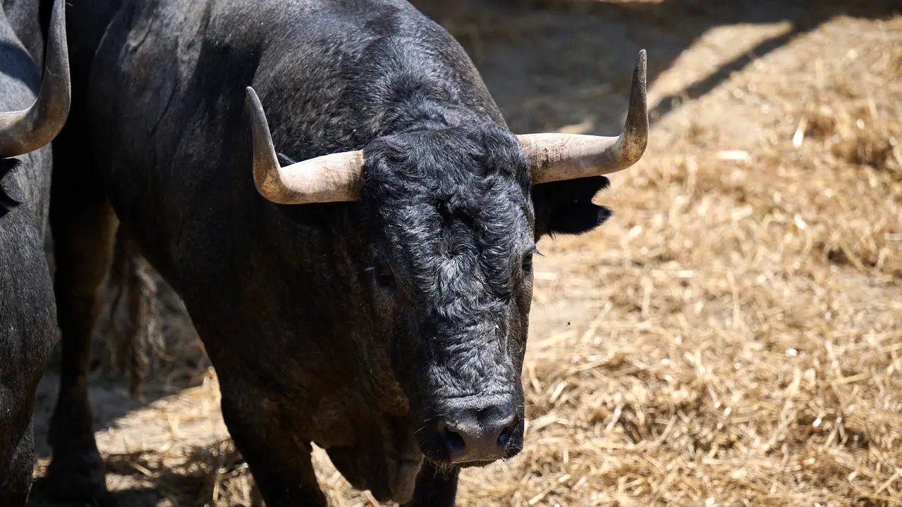El toro 'Señorito' (nº 69) de la ganadería de José Escolar Gil (12 de julio), negro entrepelado bragado, y de 570 kilos de peso, en los Corrales del Gas de Pamplona para San Fermín 2025. PABLO LASAOSA