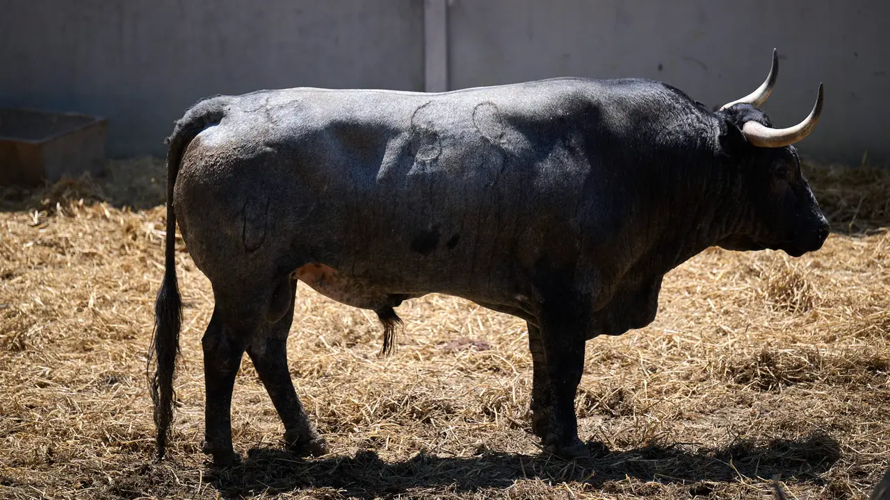 El toro 'Señorito' (nº 69) de la ganadería de José Escolar Gil (12 de julio), negro entrepelado bragado, y de 570 kilos de peso, en los Corrales del Gas de Pamplona para San Fermín 2025. PABLO LASAOSA