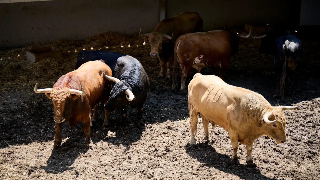 Toros de la ganadería de Jandilla (11 de julio) en los Corrales del Gas preparados para San Fermín 2025. PABLO LASAOSA
