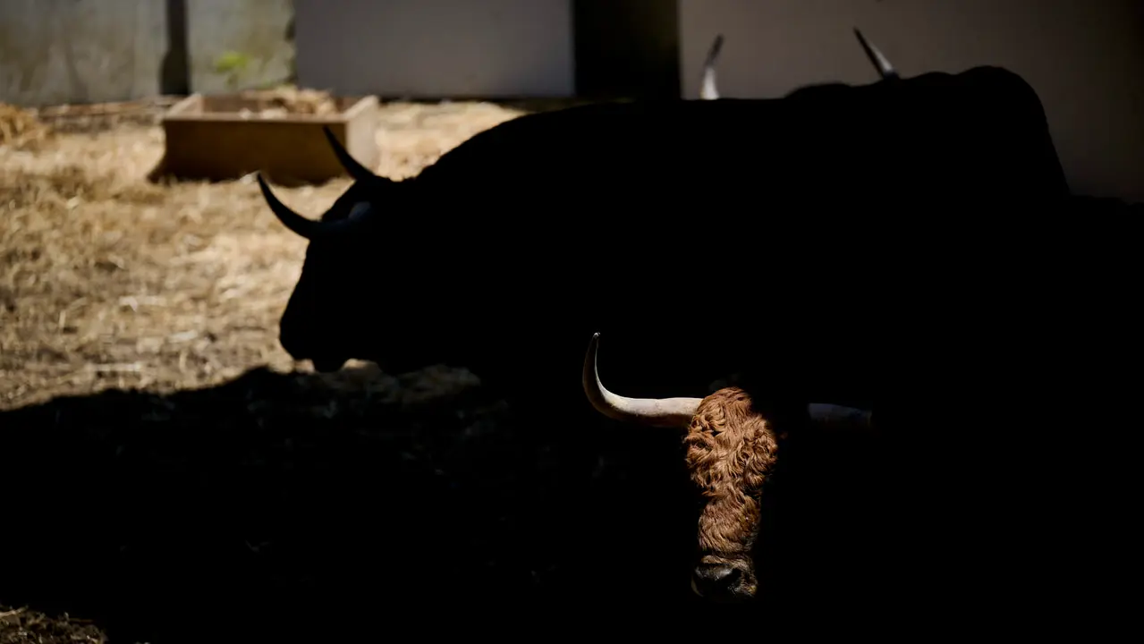 Toros de la ganadería de Jandilla (11 de julio) en los Corrales del Gas preparados para San Fermín 2025. PABLO LASAOSA