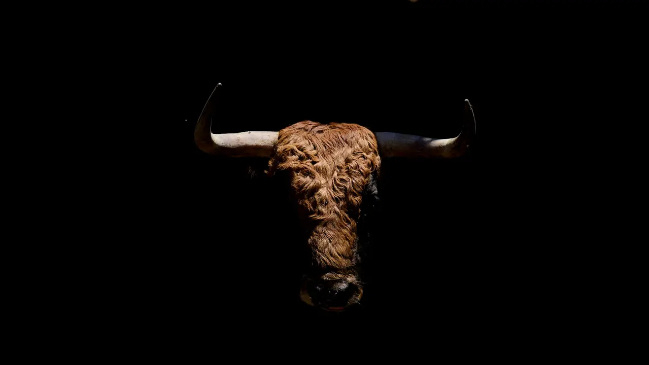 Toros de la ganadería de Jandilla (11 de julio) en los Corrales del Gas preparados para San Fermín 2025. PABLO LASAOSA