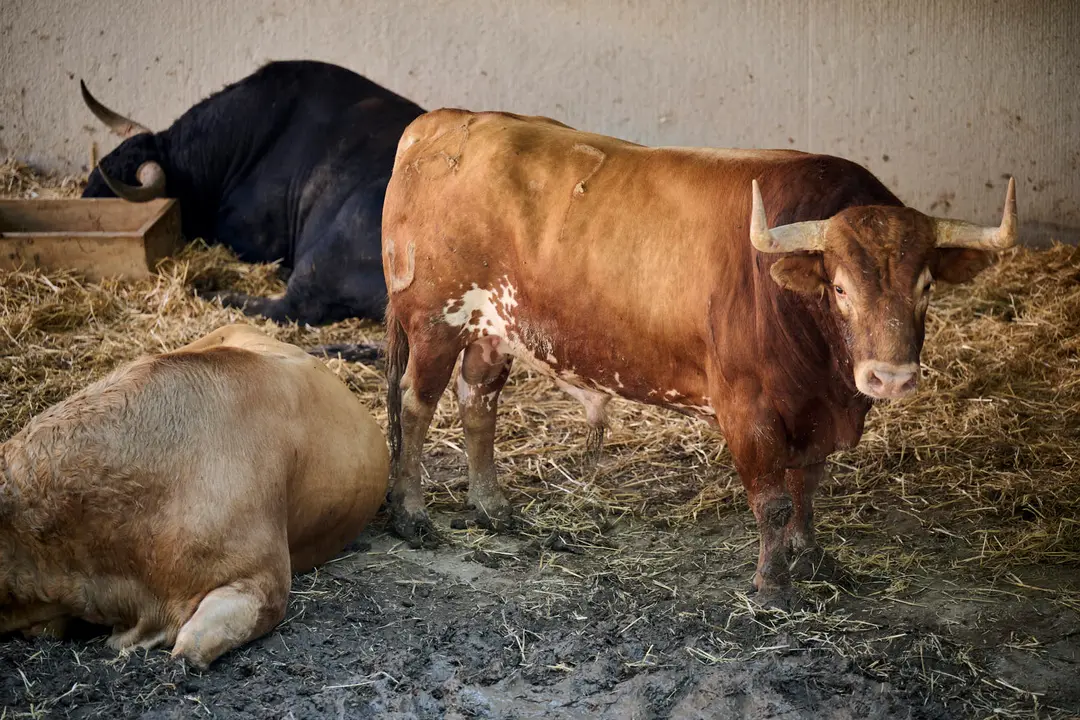 Toros de la ganadería de Jandilla (11 de julio) en los Corrales del Gas preparados para San Fermín 2025. PABLO LASAOSA