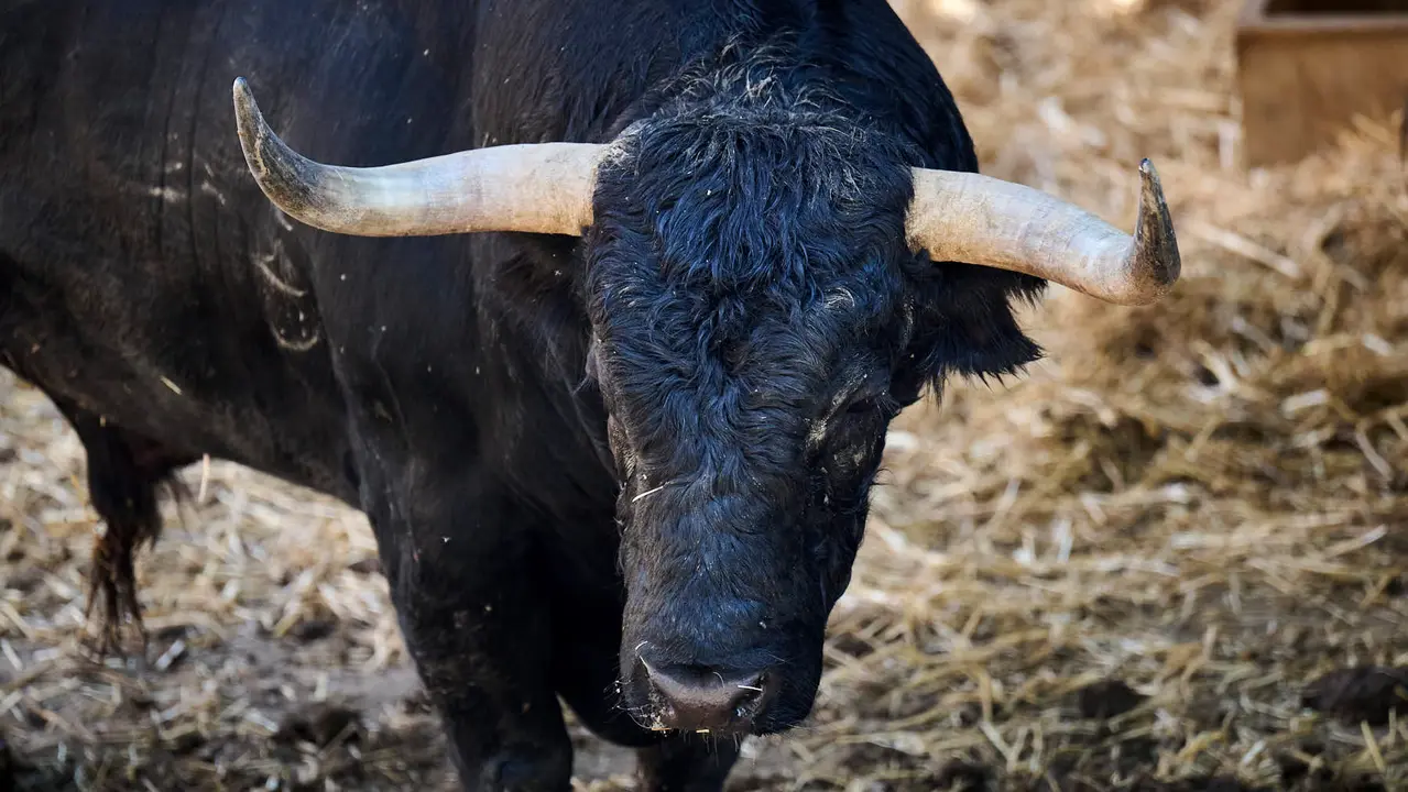 El toro 'Maquinador' (nº 1) de la ganadería de Jandilla (11 de julio), negro, y de 560 kilos de peso, en los Corrales del Gas de Pamplona para San Fermín 2025. PABLO LASAOSA