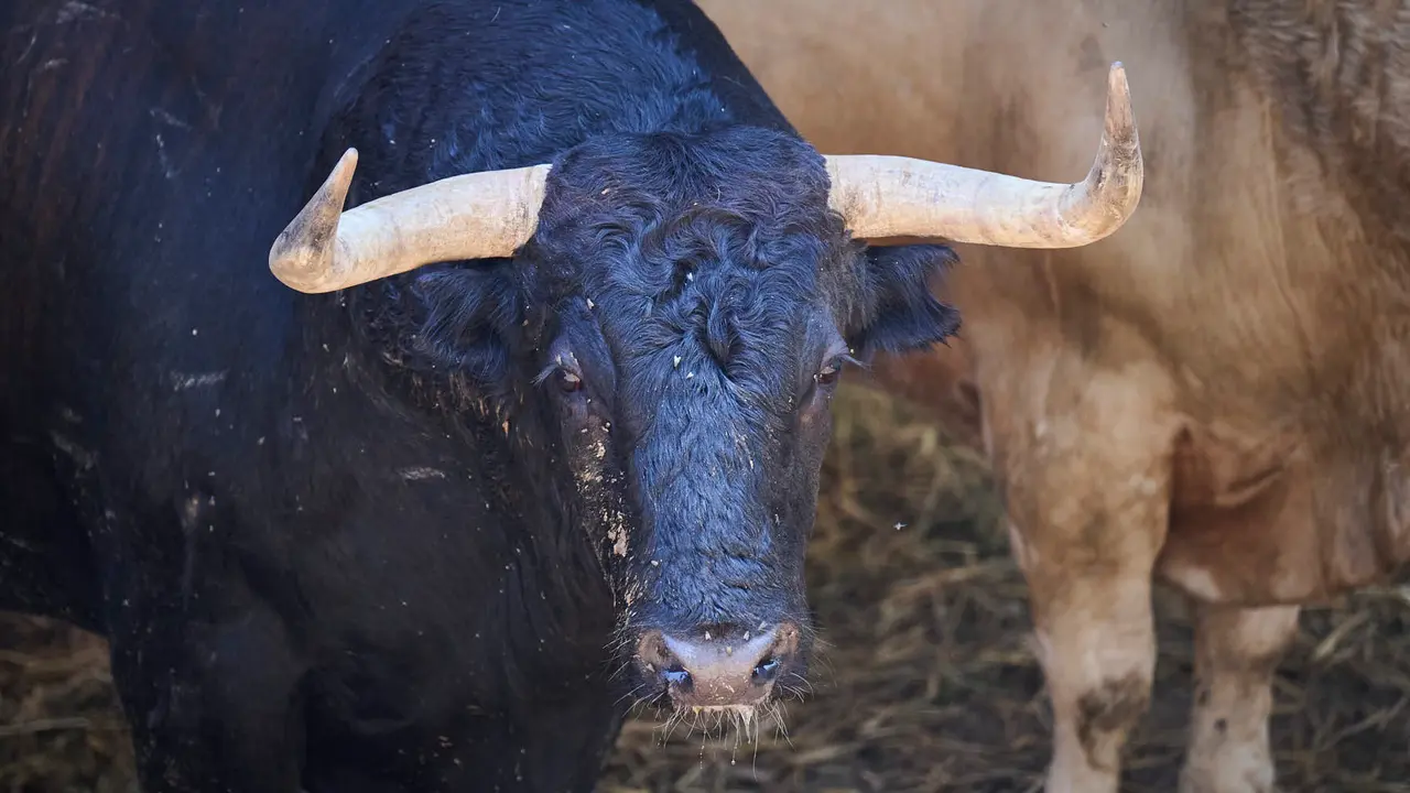 El toro 'Espía' (nº 6) de la ganadería de Jandilla (11 de julio), negro mulato chorreado, y de 565 kilos de peso, en los Corrales del Gas de Pamplona para San Fermín 2025. PABLO LASAOSA
