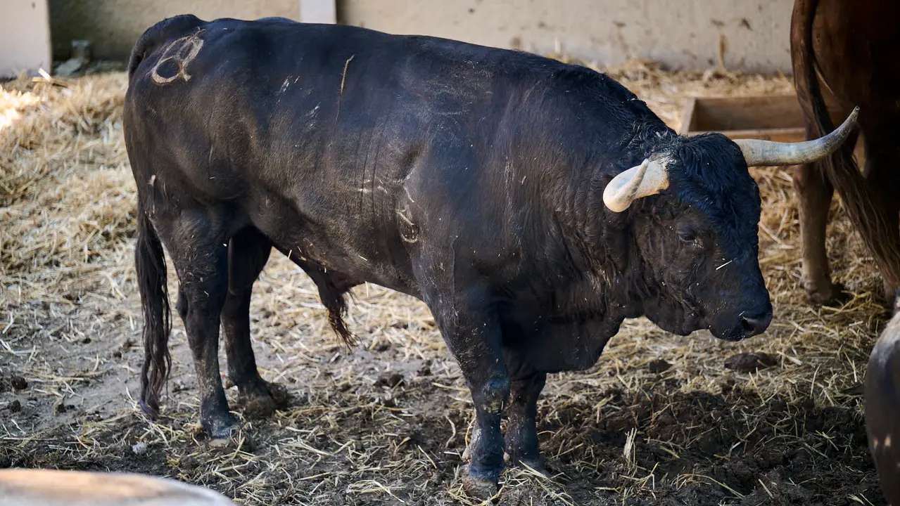 El toro 'Maquinador' (nº 1) de la ganadería de Jandilla (11 de julio), negro, y de 560 kilos de peso, en los Corrales del Gas de Pamplona para San Fermín 2025. PABLO LASAOSA