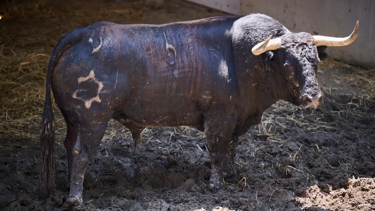 El toro 'Espía' (nº 6) de la ganadería de Jandilla (11 de julio), negro mulato chorreado, y de 565 kilos de peso, en los Corrales del Gas de Pamplona para San Fermín 2025. PABLO LASAOSA