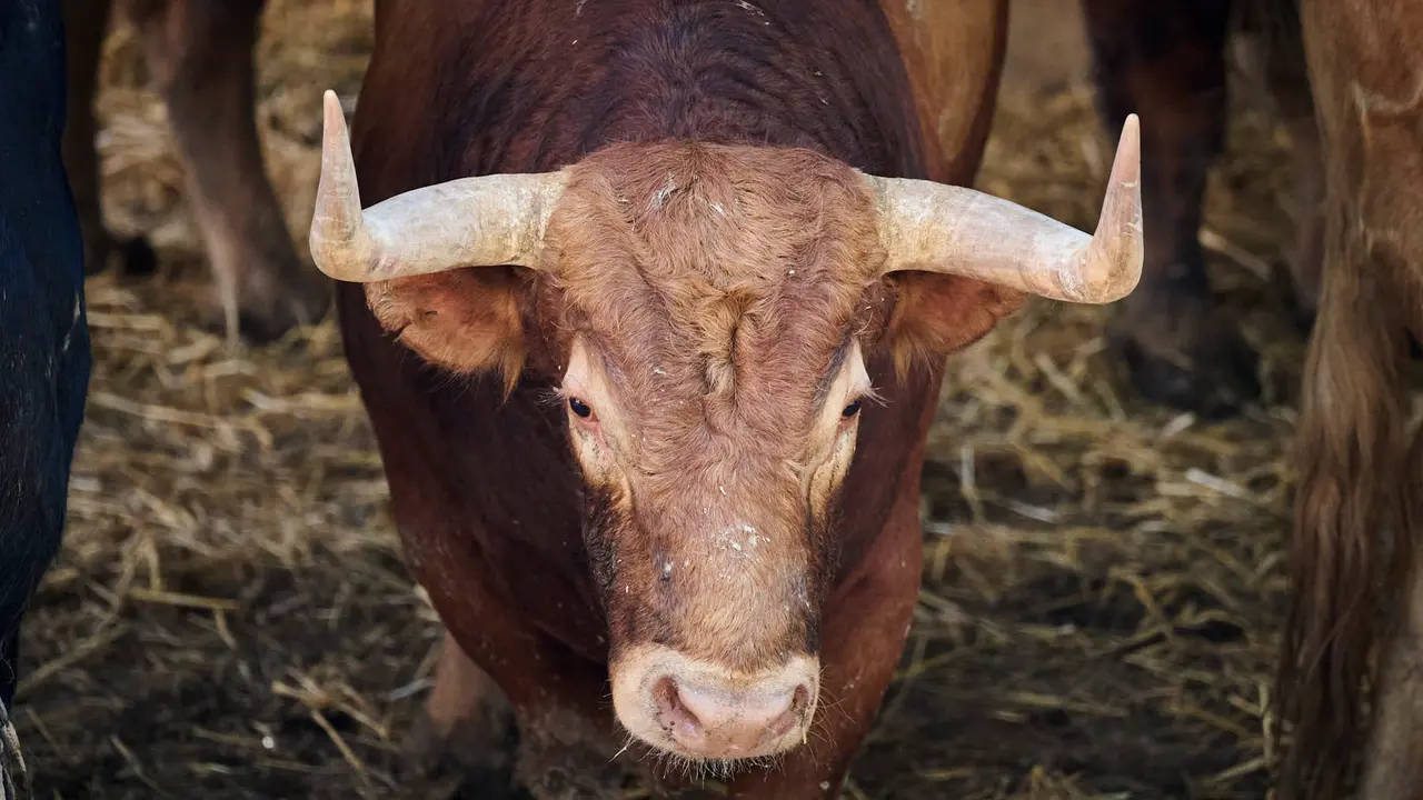 El toro 'Gorrero' (nº 7) de la ganadería de Jandilla (11 de julio), colorado bragado corrido salpicado girón, y de 550 kilos de peso, en los Corrales del Gas de Pamplona para San Fermín 2025. PABLO LASAOSA