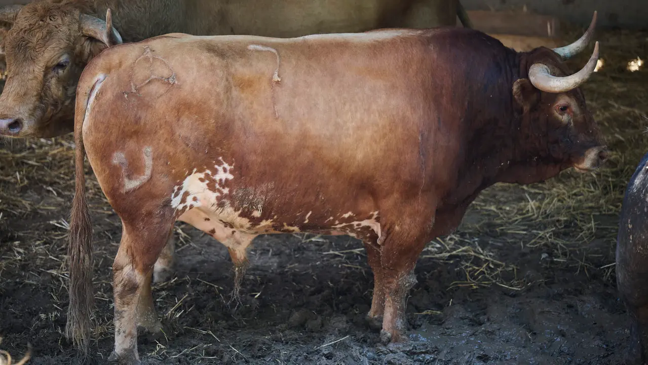 El toro 'Gorrero' (nº 7) de la ganadería de Jandilla (11 de julio), colorado bragado corrido salpicado girón, y de 550 kilos de peso, en los Corrales del Gas de Pamplona para San Fermín 2025. PABLO LASAOSA